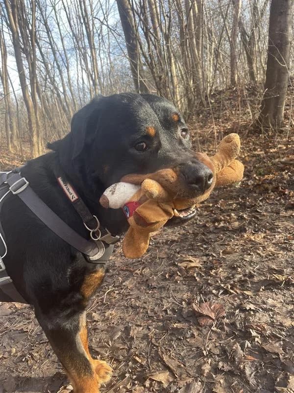 Alfred, Black & Tan male Rottweiler for adoption at Dyreværnet, Copenhagen — photo 4 of 7