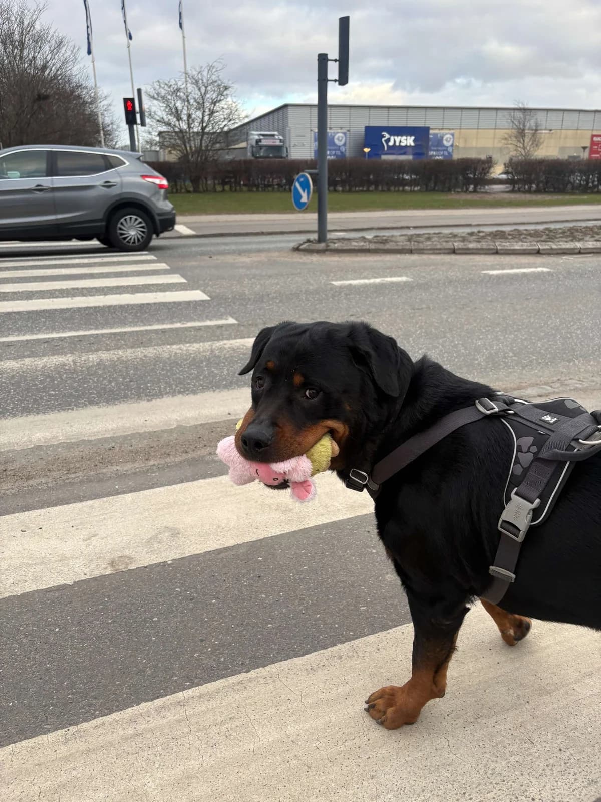 Alfred, Black & Tan male Rottweiler for adoption at Dyreværnet, Copenhagen — photo 5 of 7