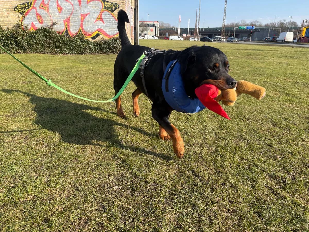 Alfred, Black & Tan male Rottweiler for adoption at Dyreværnet, Copenhagen — photo 6 of 7