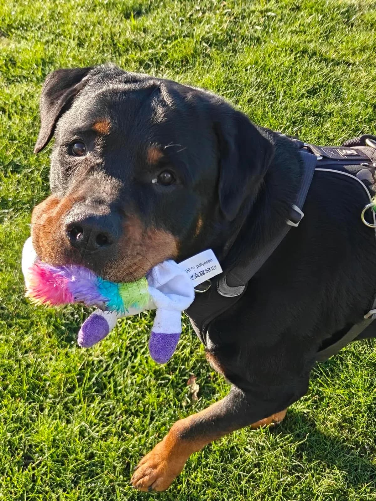 Alfred, Black & Tan male Rottweiler for adoption at Dyreværnet, Copenhagen — photo 7 of 7