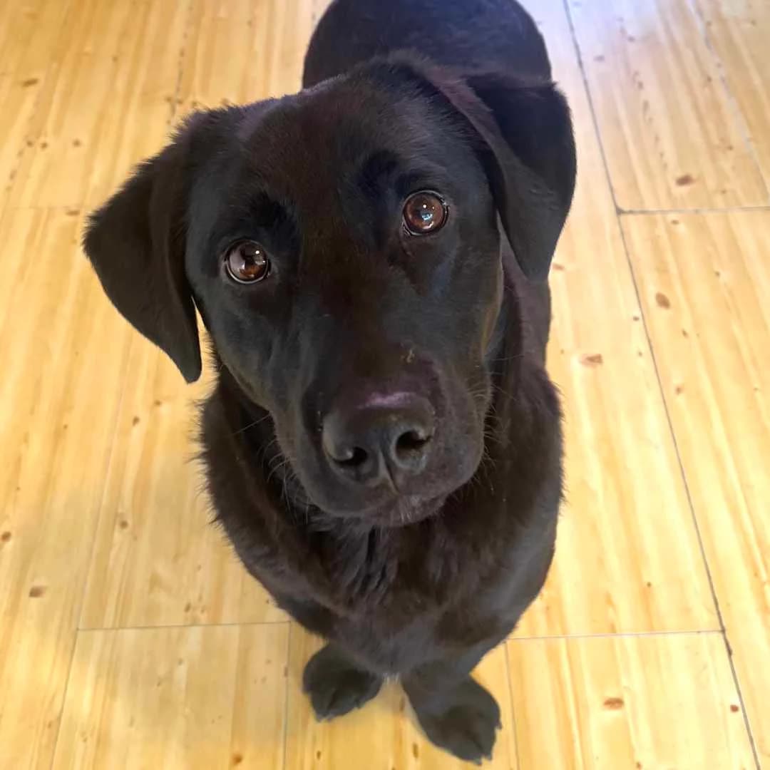 Freddie, Sort male mixed breed for adoption at Dyreværnet, Copenhagen