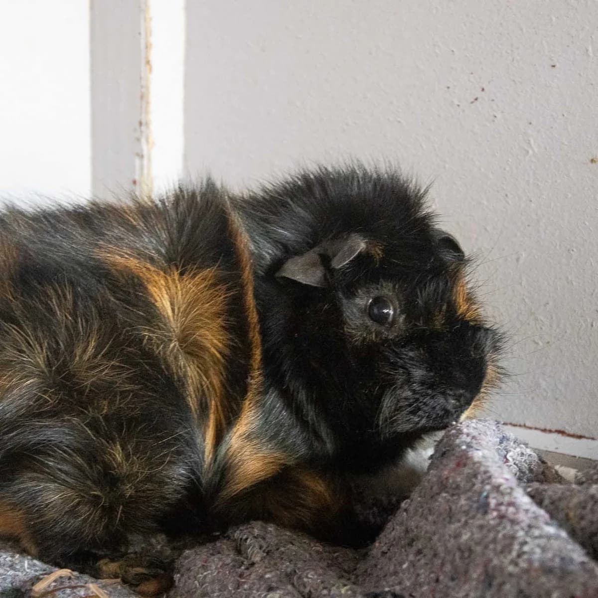 Phineas, Sort/Brun male Abyssinian for adoption at Dyreværnet, Copenhagen