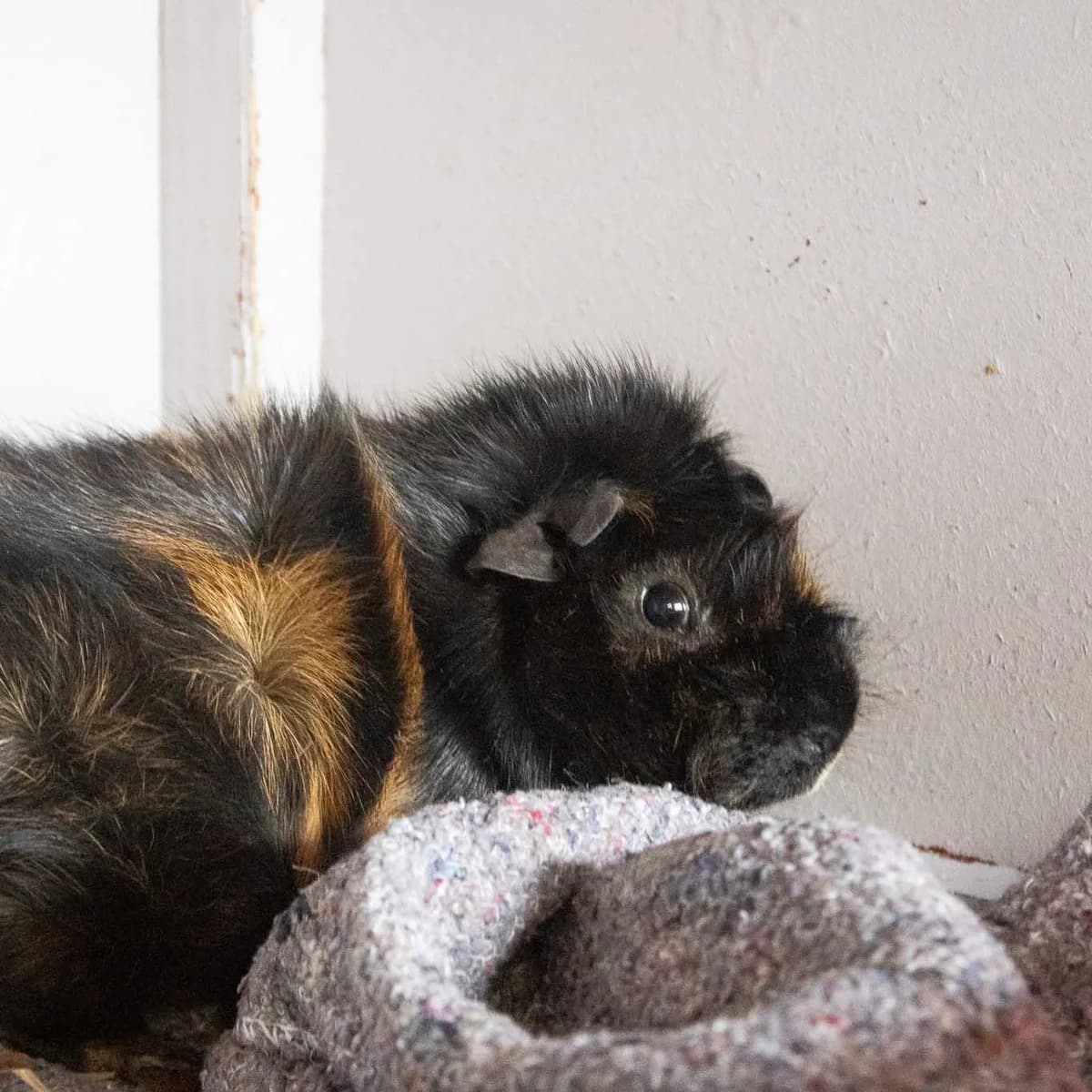 Phineas, Sort/Brun male Abyssinian for adoption at Dyreværnet, Copenhagen — photo 2 of 3