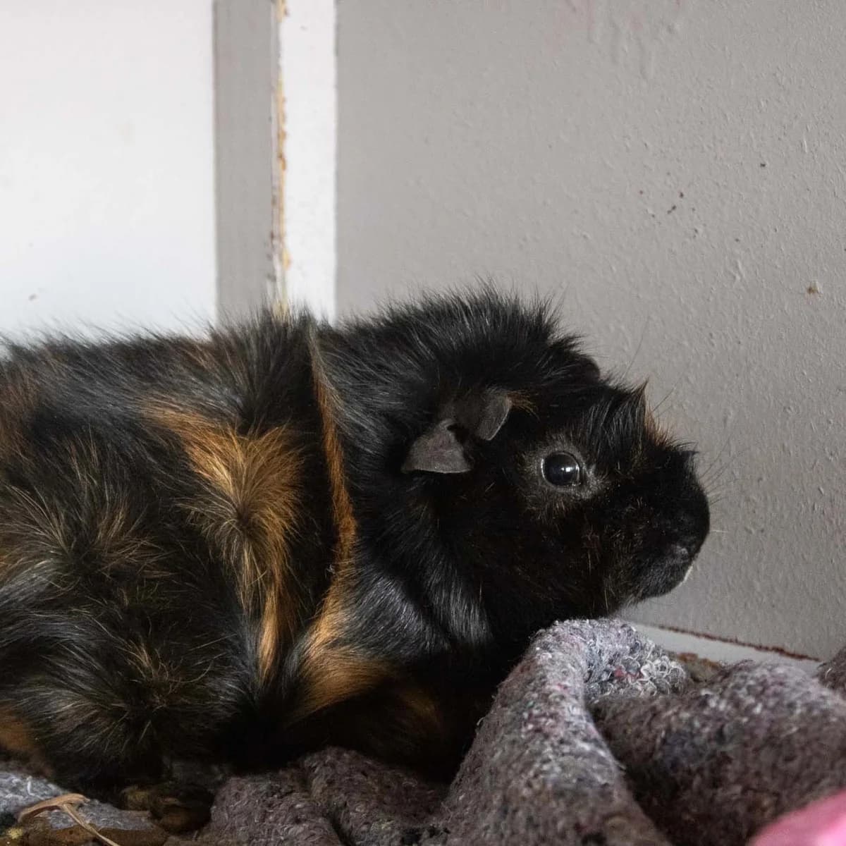 Phineas, Sort/Brun male Abyssinian for adoption at Dyreværnet, Copenhagen — photo 3 of 3