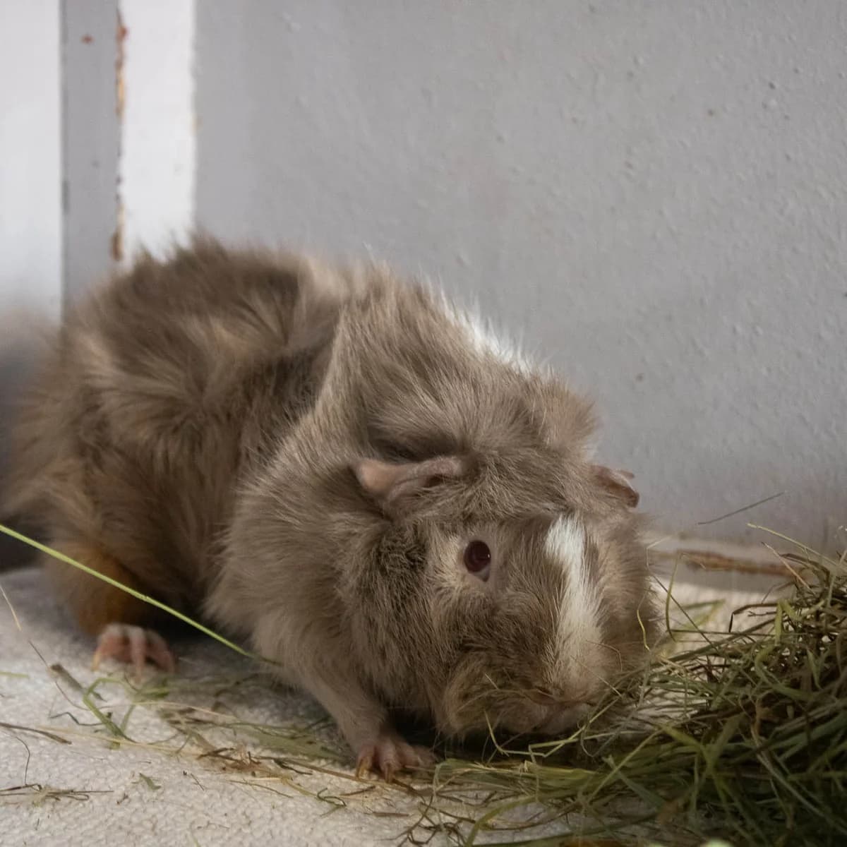 Ferb, Musegrå male Abyssinian for adoption at Dyreværnet, Copenhagen