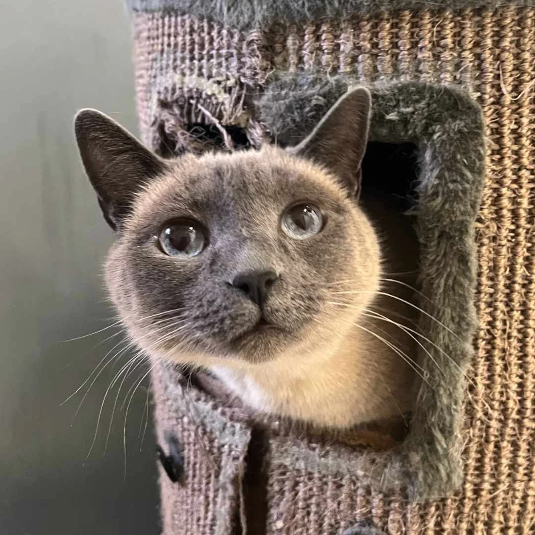 Lisa, Creme/Chokolade female European Shorthair for adoption at Dyreværnet, Copenhagen
