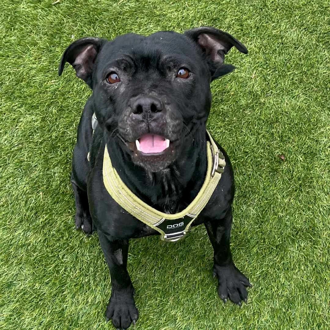 Tøzen, Sort/Hvid female Staffordshire Bull Terrier for adoption at Dyreværnet, Copenhagen