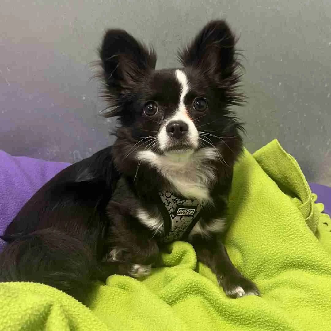 Manfred, Sort/Hvid male Chihuahua for adoption at Dyreværnet, Copenhagen