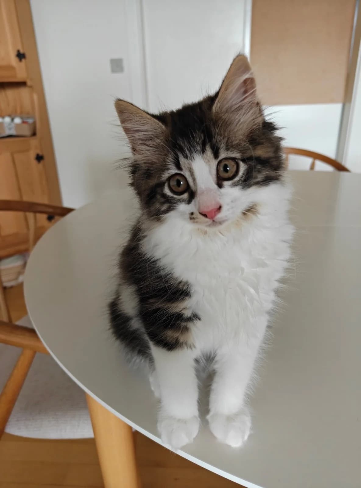 Athena, Sort og hvid female mixed breed for adoption at Inges Kattehjem, Glostrup