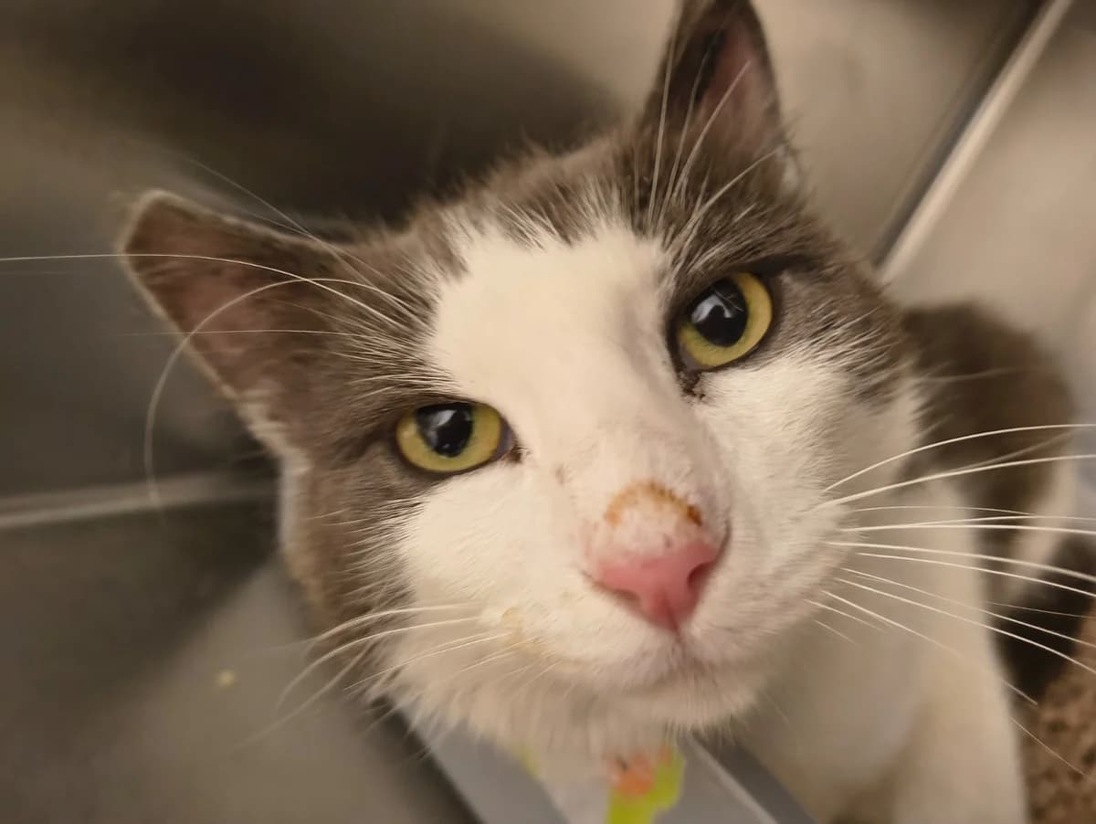 Bølle, Hvid/grå male 3yo mixed breed for adoption at Inges Kattehjem, Glostrup