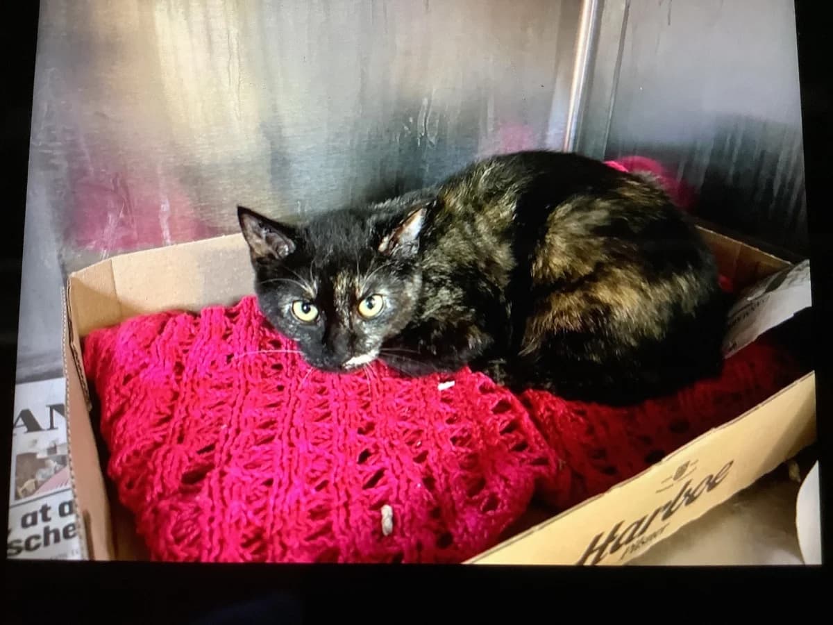 Dorit, Tortie female puppy mixed breed for adoption at Inges Kattehjem, Glostrup
