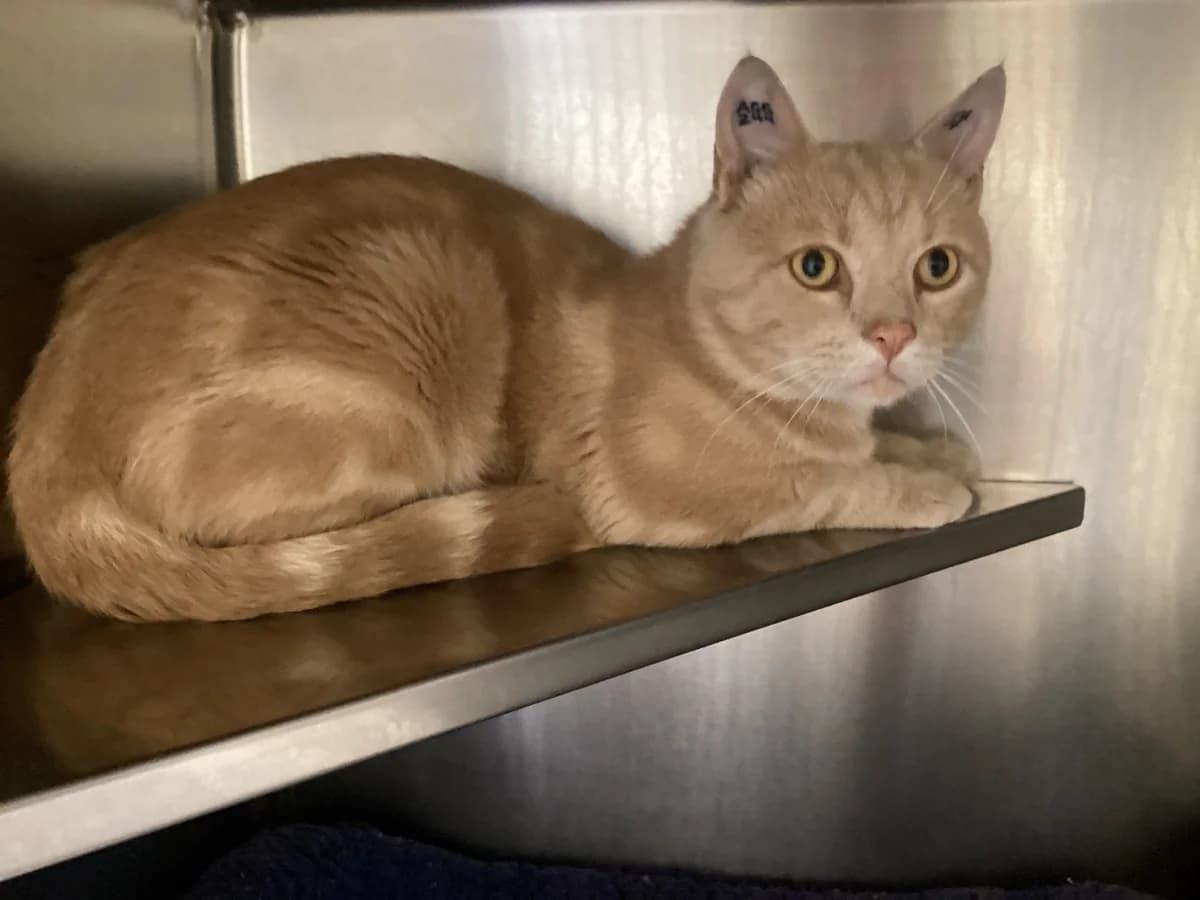 Elver, RødCreme tabby male young mixed breed for adoption at Inges Kattehjem, Glostrup