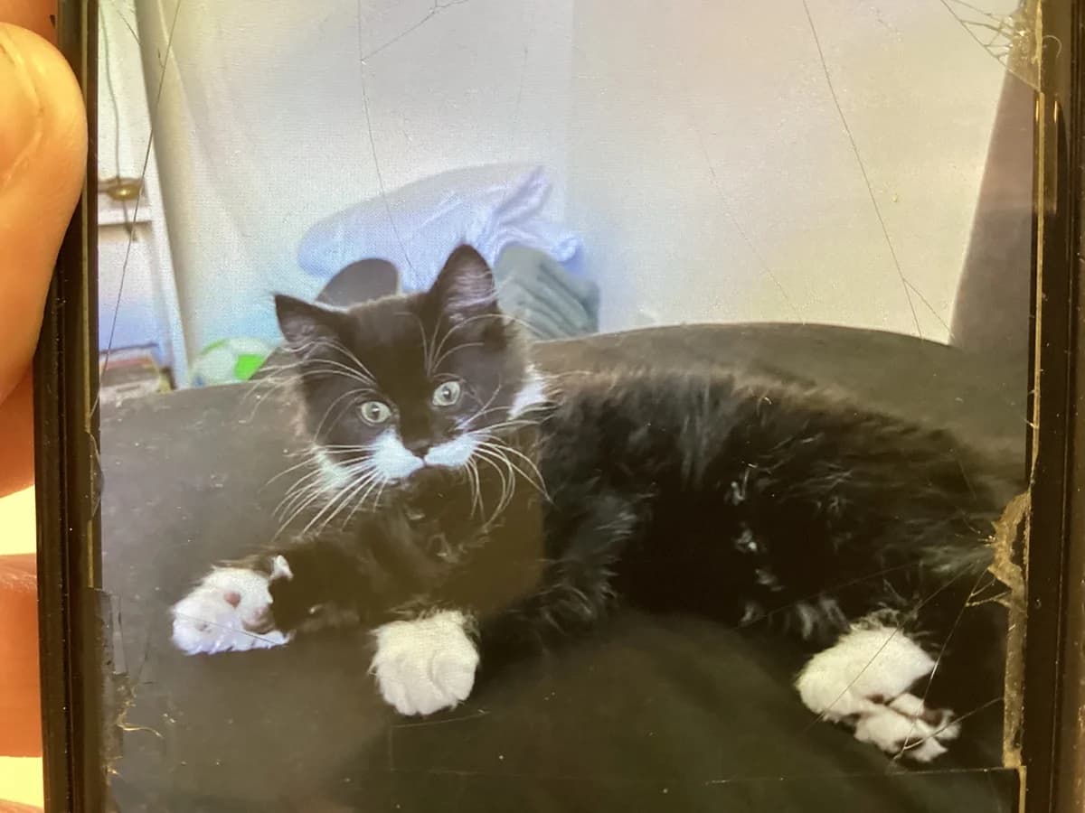 Fluffy, Blåstribet male 4yo mixed breed for adoption at Inges Kattehjem, Glostrup