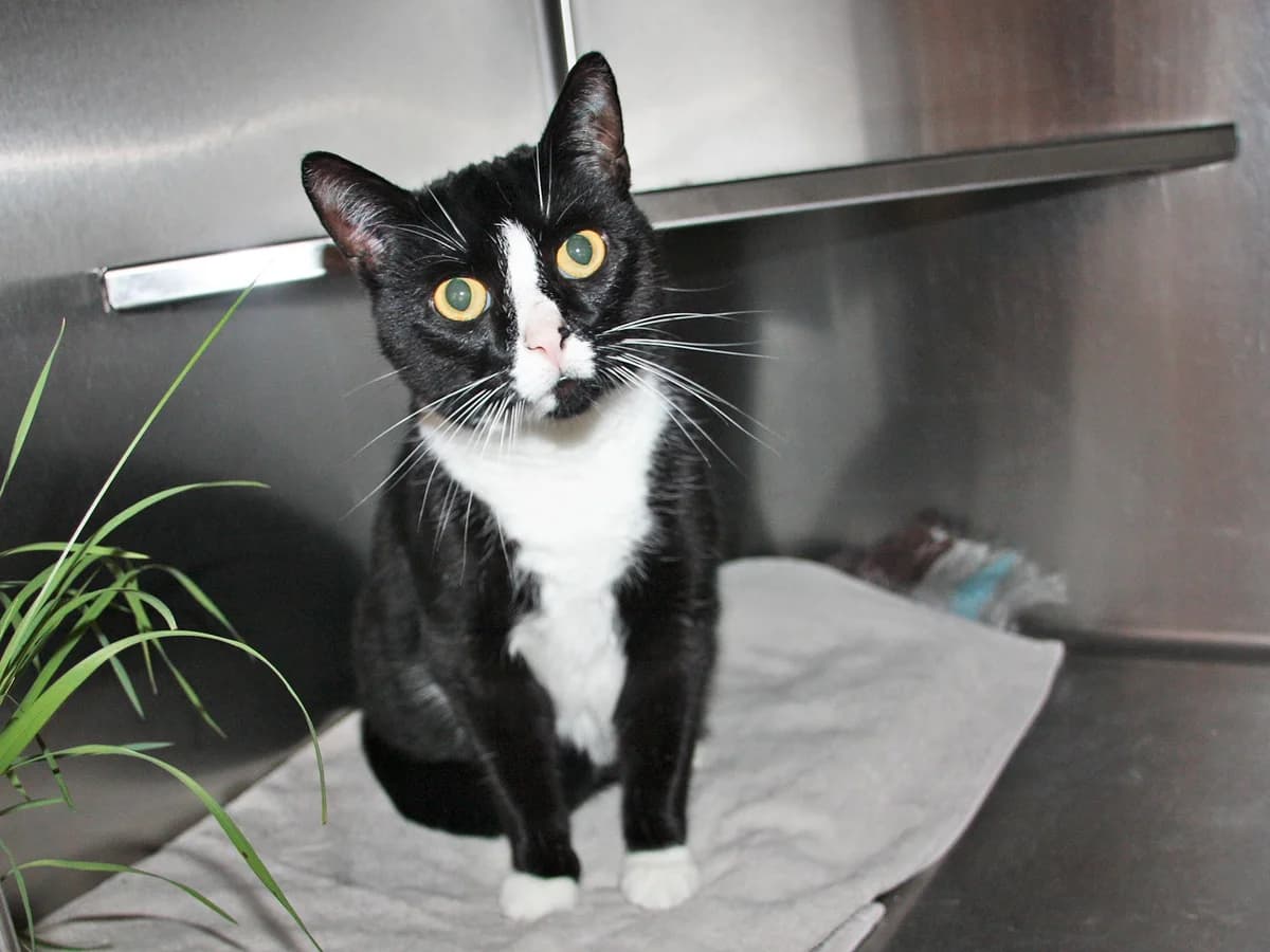 Gaia, Sort m. Hvid female 3yo mixed breed for adoption at Inges Kattehjem, Glostrup