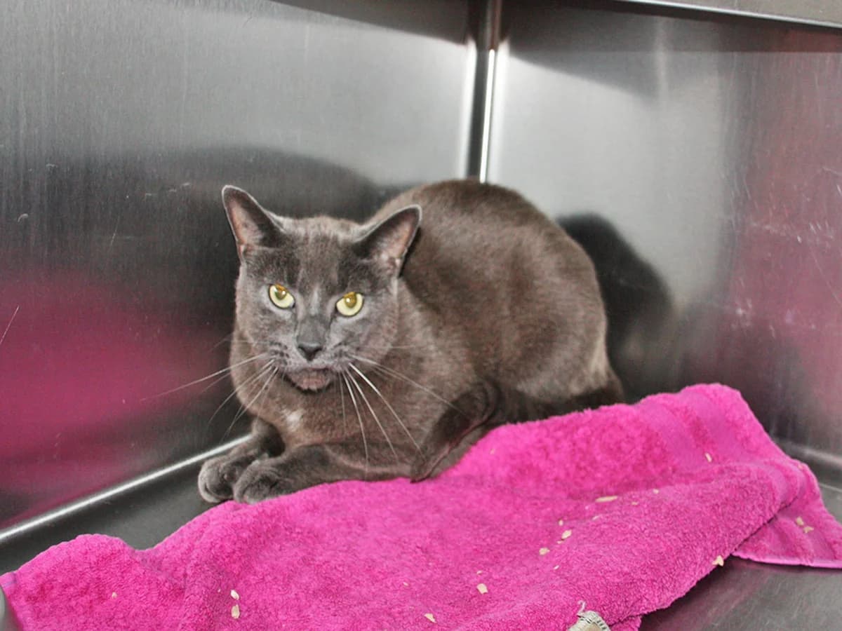 Herman, Grå male 6yo mixed breed for adoption at Inges Kattehjem, Glostrup