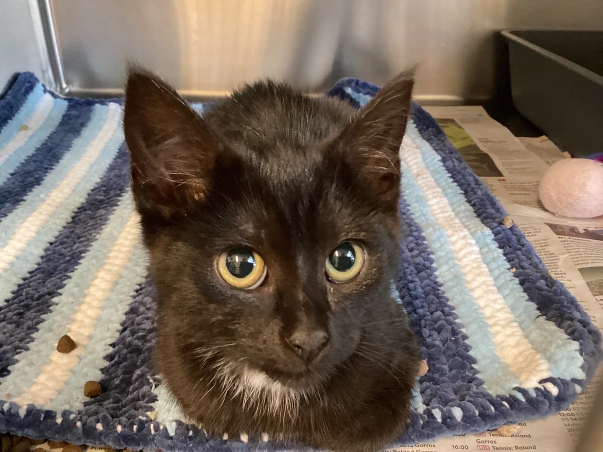 Jiji,  (Inges Kattehjem)