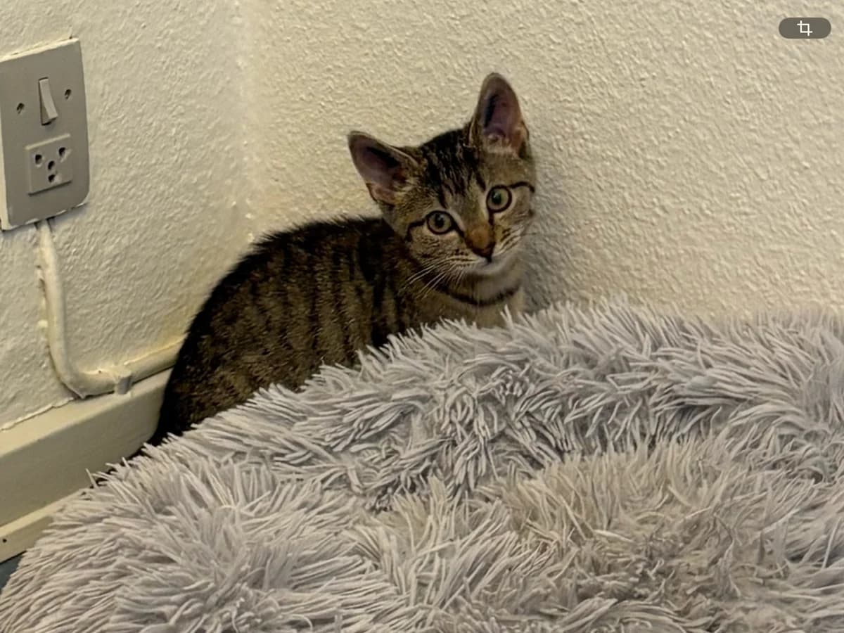 Kirsten, Bruntabby med hvid female puppy mixed breed for adoption at Inges Kattehjem, Glostrup