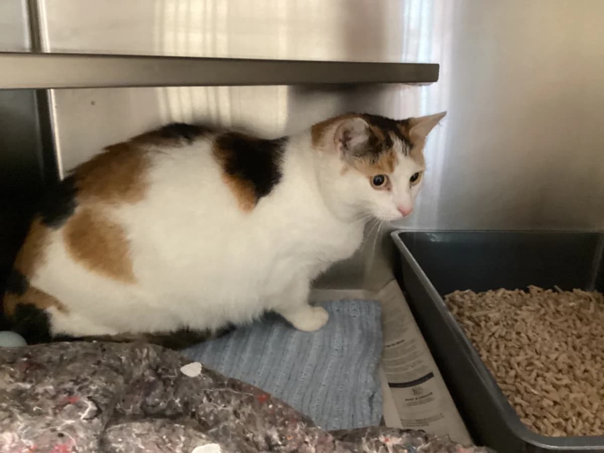 Lady, Trefarvet female young mixed breed for adoption at Inges Kattehjem, Glostrup