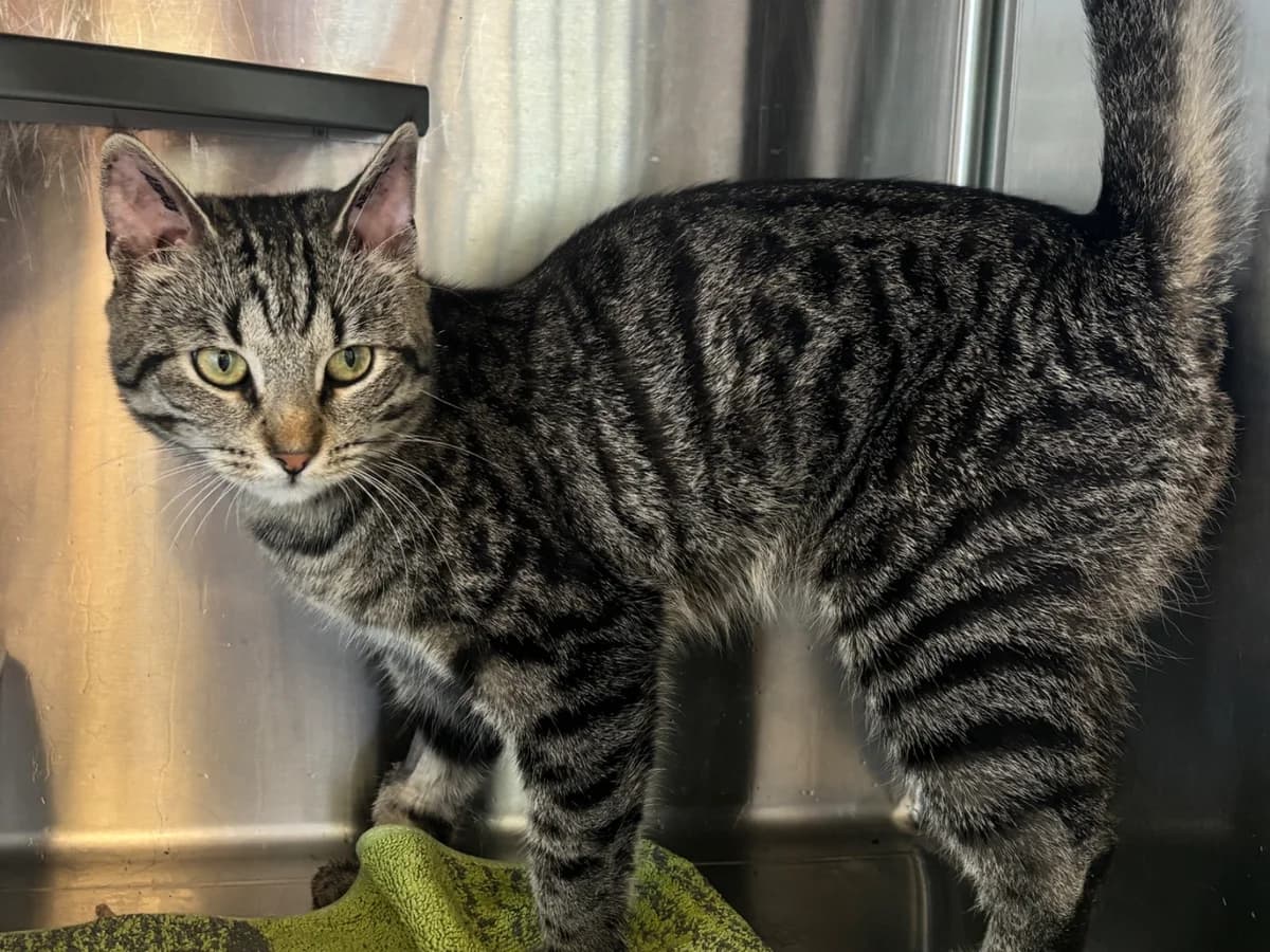 Lidi, Brun tabby male young mixed breed for adoption at Inges Kattehjem, Glostrup
