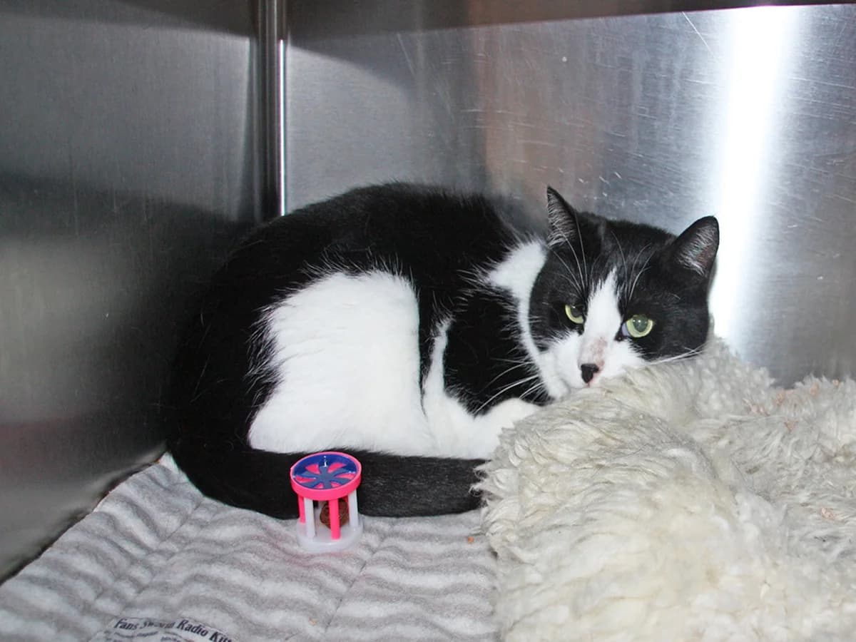 Lili, Sort Med Hvid female 6yo mixed breed for adoption at Inges Kattehjem, Glostrup