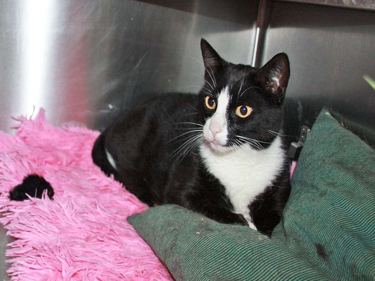 Lloris, Sort m. Hvid male 3yo mixed breed for adoption at Inges Kattehjem, Glostrup