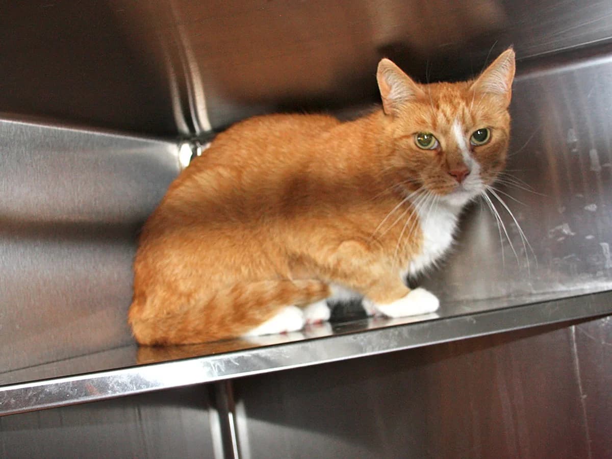 Luffe, Rødstribet m. Hvid male senior mixed breed for adoption at Inges Kattehjem, Glostrup