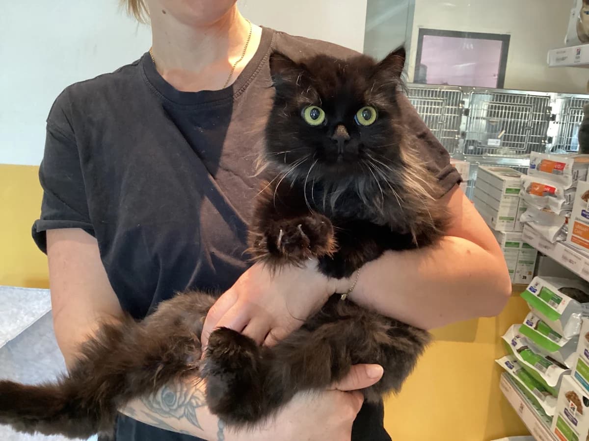 Marie, Sort female 3yo mixed breed for adoption at Inges Kattehjem, Glostrup
