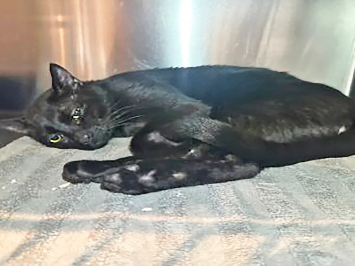 Mini, Sort male young mixed breed for adoption at Inges Kattehjem, Glostrup