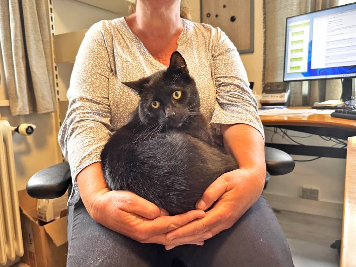 Morg, Sort male 5yo mixed breed for adoption at Inges Kattehjem, Glostrup