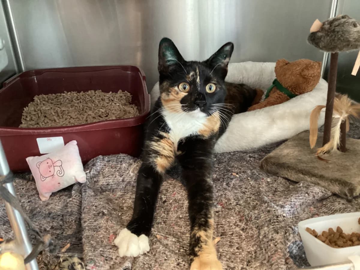 Mulan, Trefarvet female 4yo mixed breed for adoption at Inges Kattehjem, Glostrup