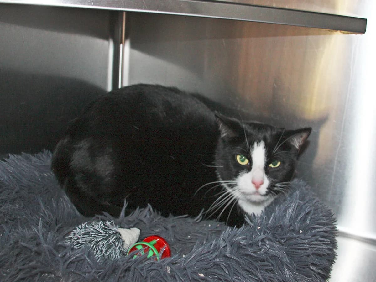 Nini, Sort og hvid female 4yo mixed breed for adoption at Inges Kattehjem, Glostrup