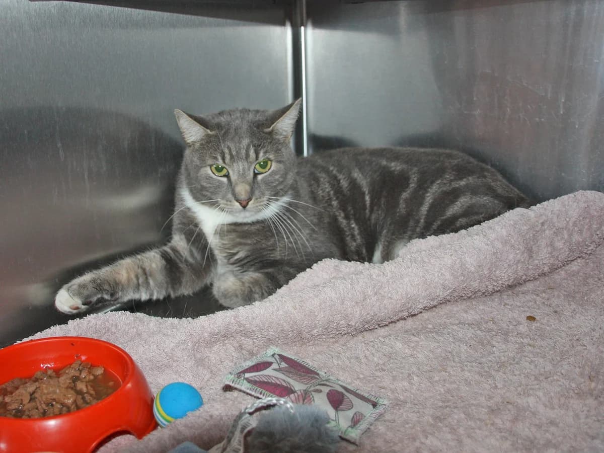 Pelle, Gråstribet male 3yo mixed breed for adoption at Inges Kattehjem, Glostrup