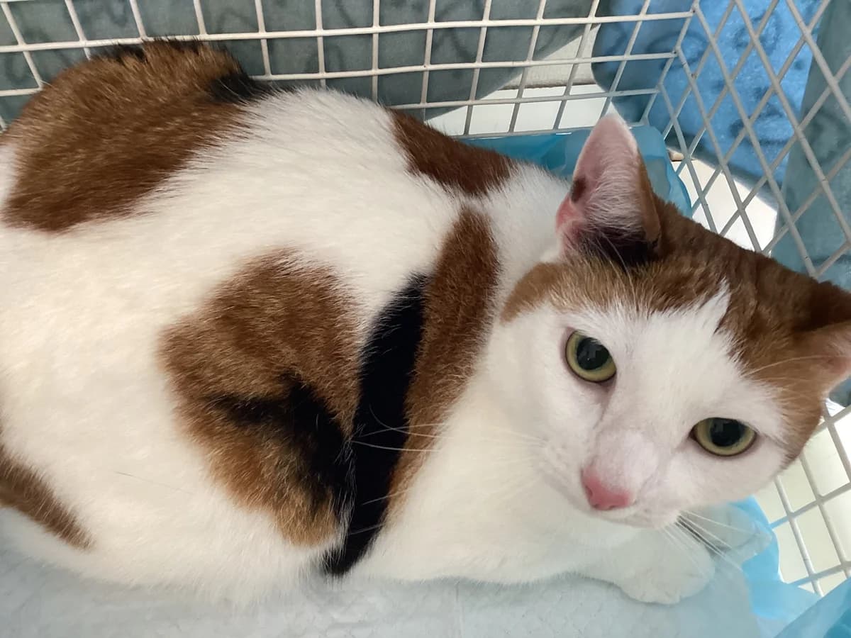 Peri, Tortie female young mixed breed for adoption at Inges Kattehjem, Glostrup