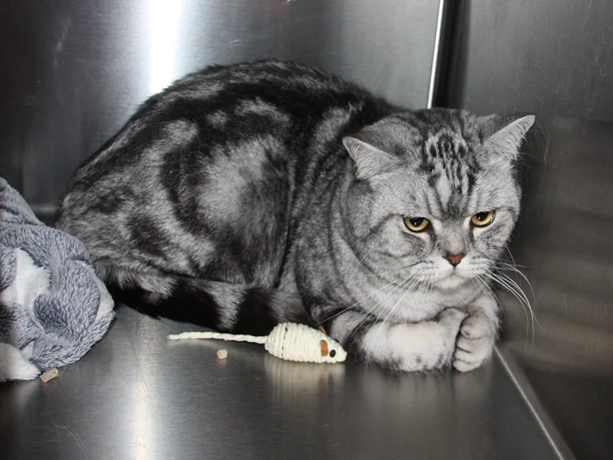 Pilou, Sortsilvertabby male 5yo mixed breed for adoption at Inges Kattehjem, Glostrup