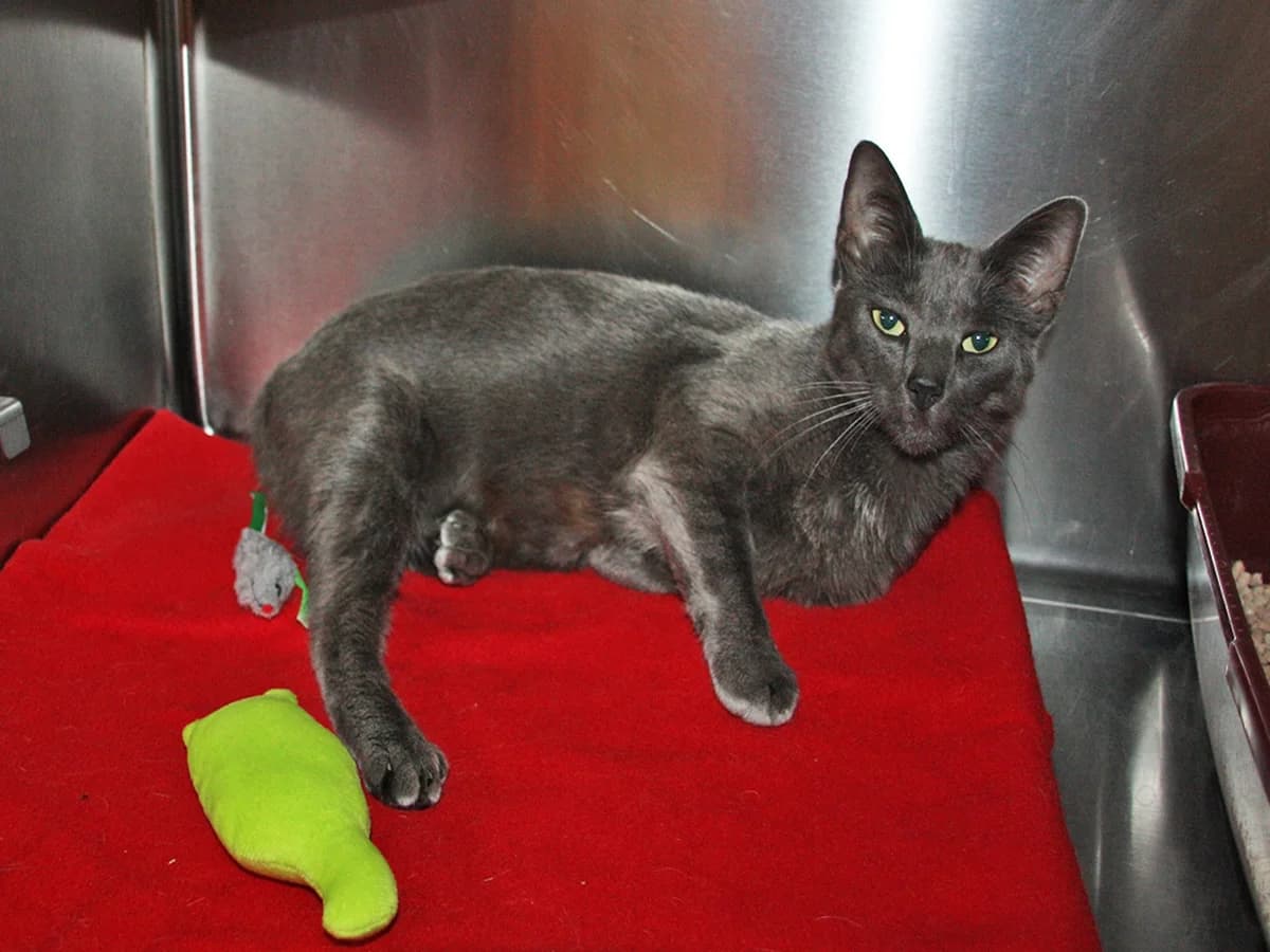 Smukke, Grå female young mixed breed for adoption at Inges Kattehjem, Glostrup