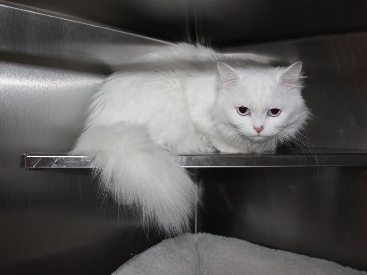 Stella, Blå creme tabby female young mixed breed for adoption at Inges Kattehjem, Glostrup