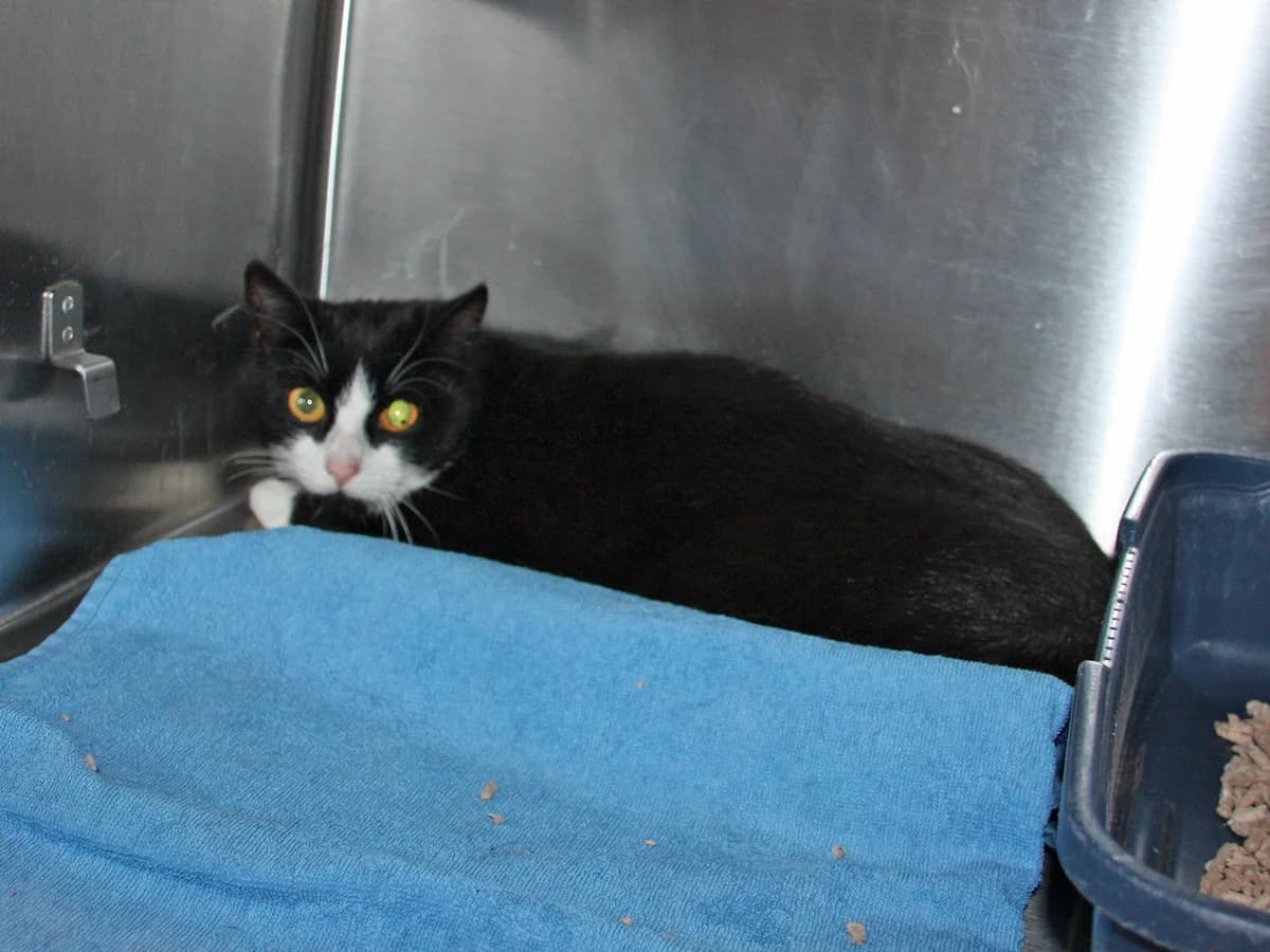 Talula, Sort m. hvid female young mixed breed for adoption at Inges Kattehjem, Glostrup