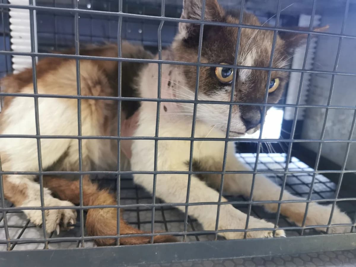 Katte kan ikke bare klare sig selv, male 3yo Mixed Breed for adoption at Kattens Vaern, Kattens Vaern