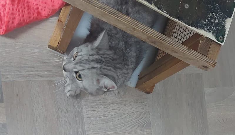 Bortløbet kat kommer hjem efter 3 uger, male Mixed Breed for adoption at Kattens Vaern, Kattens Vaern
