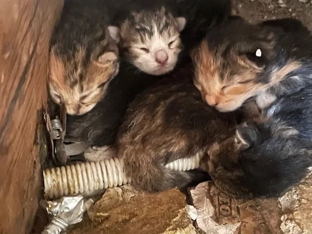 Katteinspektørens redningsaktion, female Mixed Breed for adoption at Kattens Vaern, Kattens Vaern