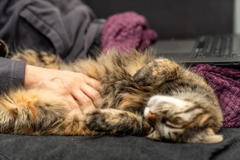 ADFÆRDSHJØRNET, female Mixed Breed for adoption at Kattens Vaern, Kattens Vaern