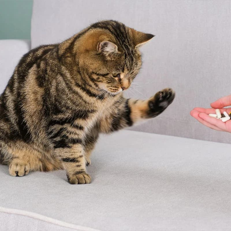 DYRLÆGENS BORD: P-piller til katte: En falsk tryghed med store konsekvenser, female Mixed Breed for adoption at Kattens Vaern, Kattens Vaern