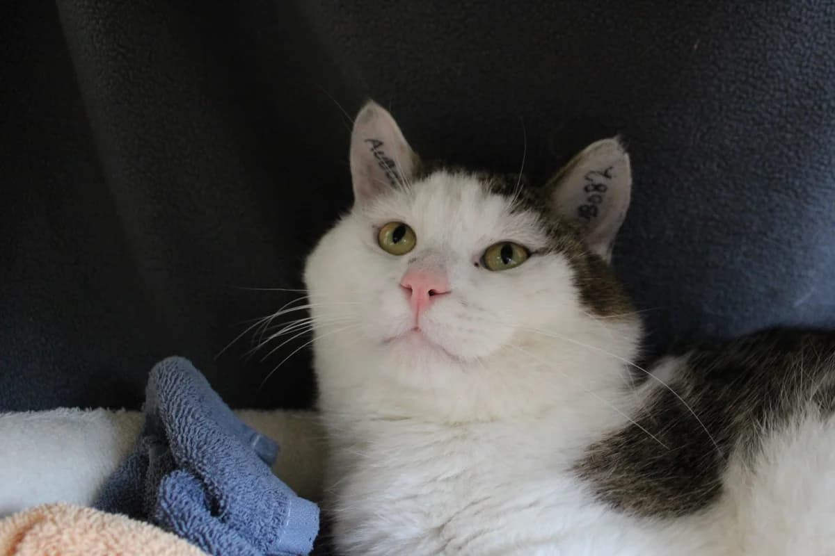 Kokosnød, male 3yo Mixed Breed Cat for adoption at Kattens Vaern, Kattens Vaern