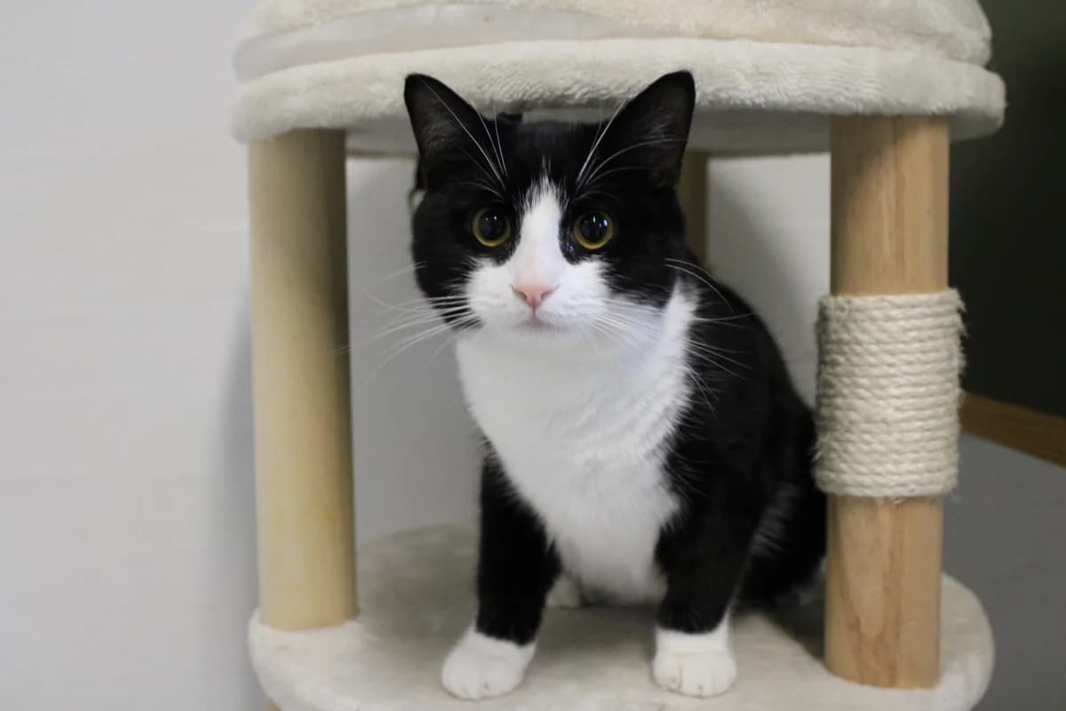 Findus, male young mixed breed for adoption at Kattens Vaern, Kattens Vaern