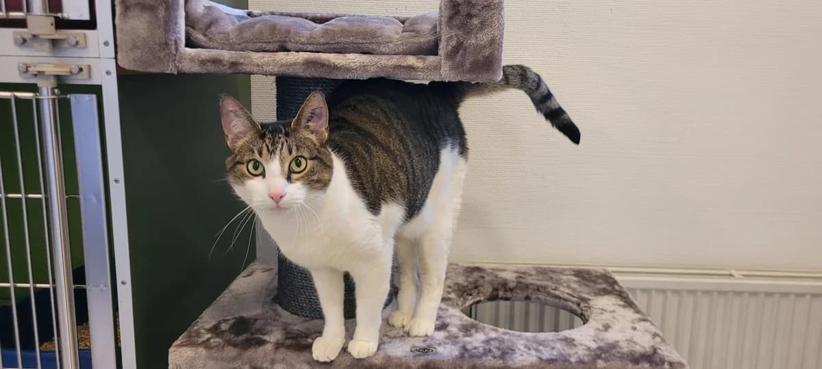 Milo, Mixed Breed Cat (Kattens Vaern)