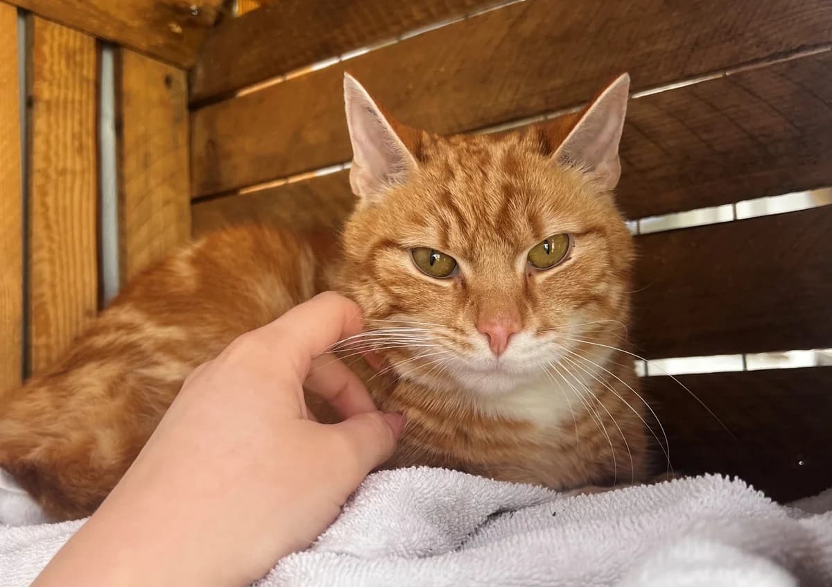 Quang, male 3yo Mixed Breed Cat for adoption at Kattens Vaern, Kattens Vaern