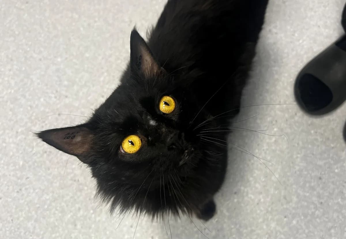 Hermann, male 3yo Mixed Breed Cat for adoption at Kattens Vaern, Kattens Vaern