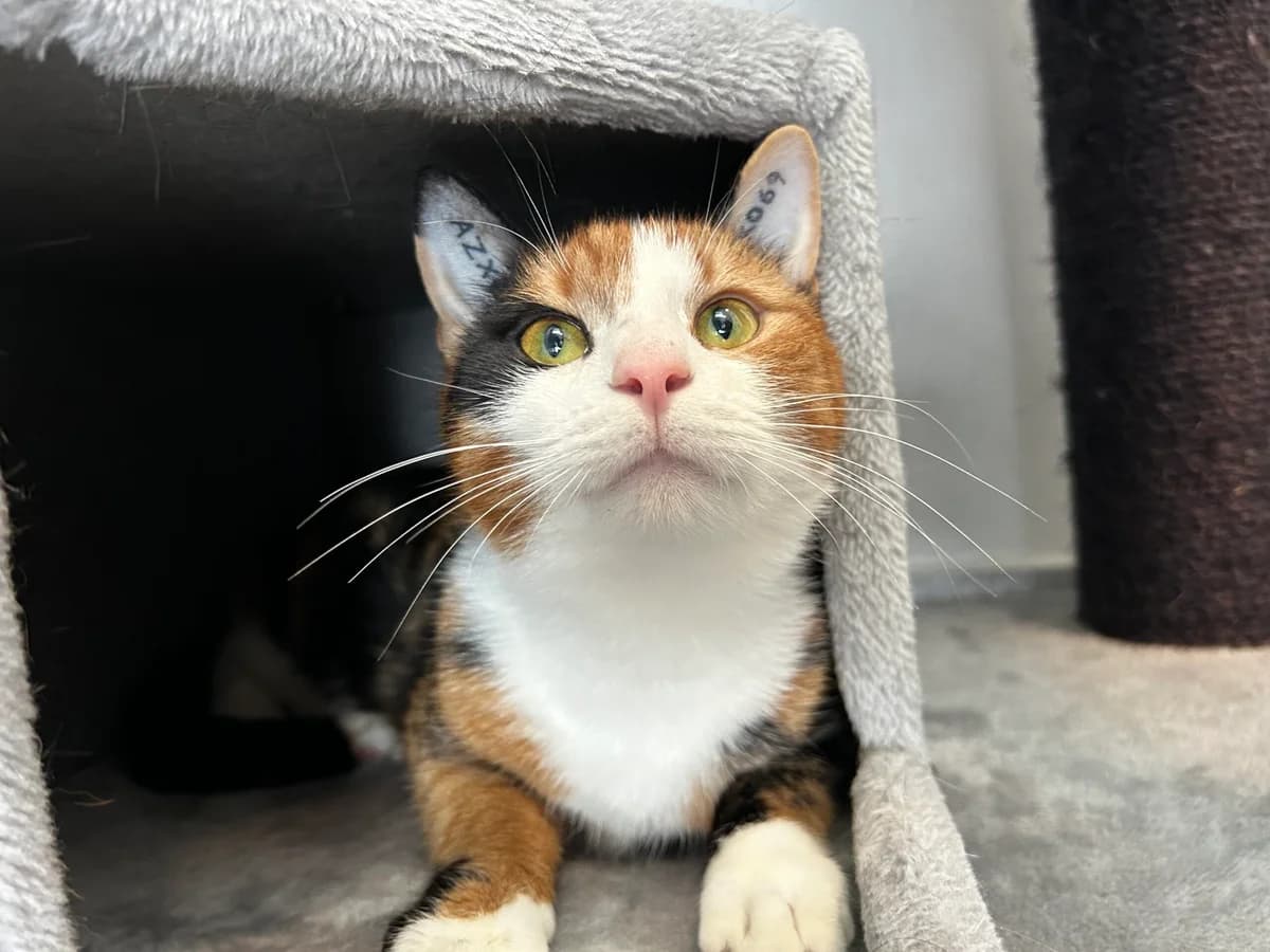 Nellie, female 3yo Mixed Breed Cat for adoption at Kattens Vaern, Kattens Vaern