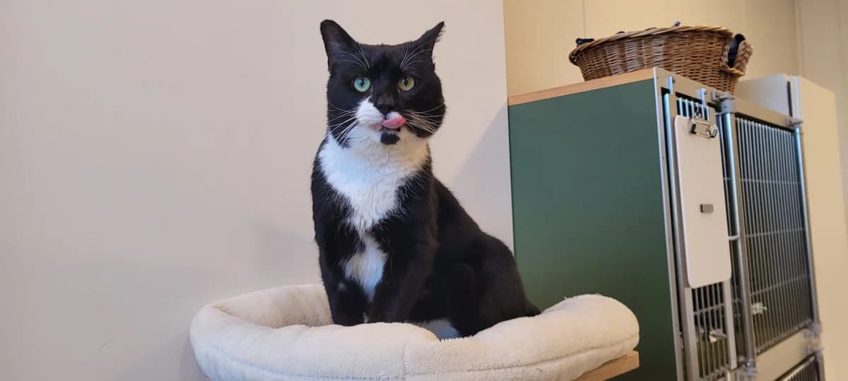 Sylvester, male 3yo Mixed Breed Cat for adoption at Kattens Vaern, Kattens Vaern