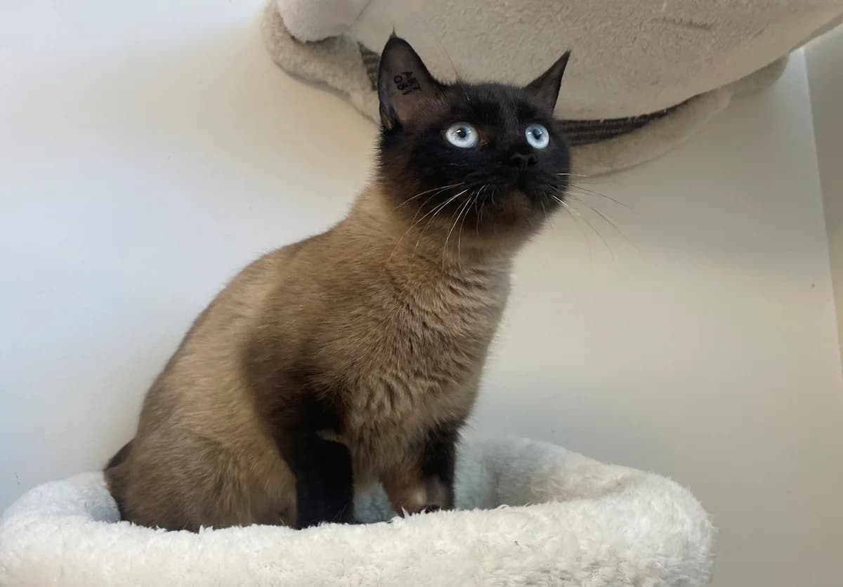 Angie, female senior Mixed Breed Cat for adoption at Kattens Vaern, Kattens Vaern